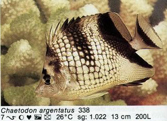 Chaetodon argentatus